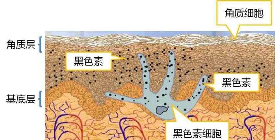脸慢慢变黑是什么原因游戏截图