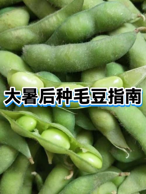 毛豆指人是啥意思缩略图
