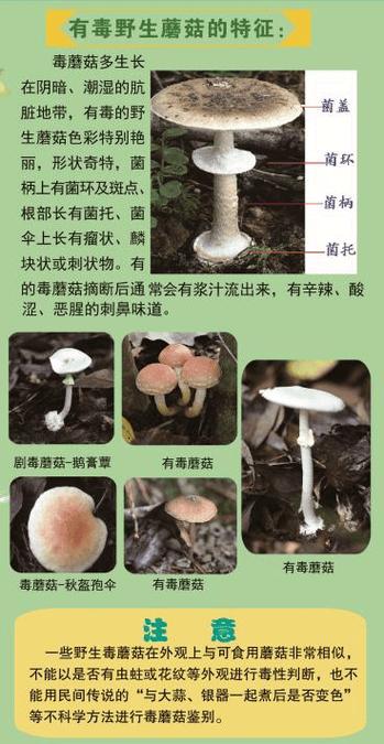 好蘑菇和毒蘑菇缩略图