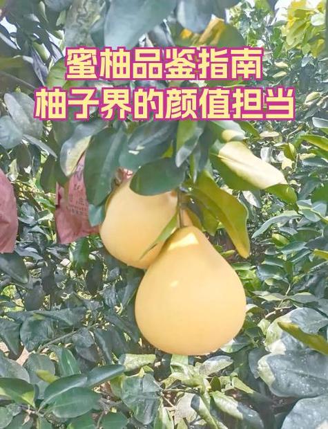 柚子哪个品种最好缩略图