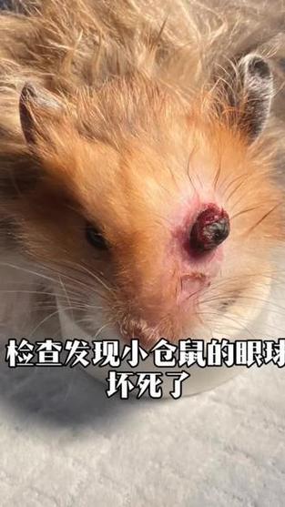 仓鼠眼睛长息肉图片游戏截图