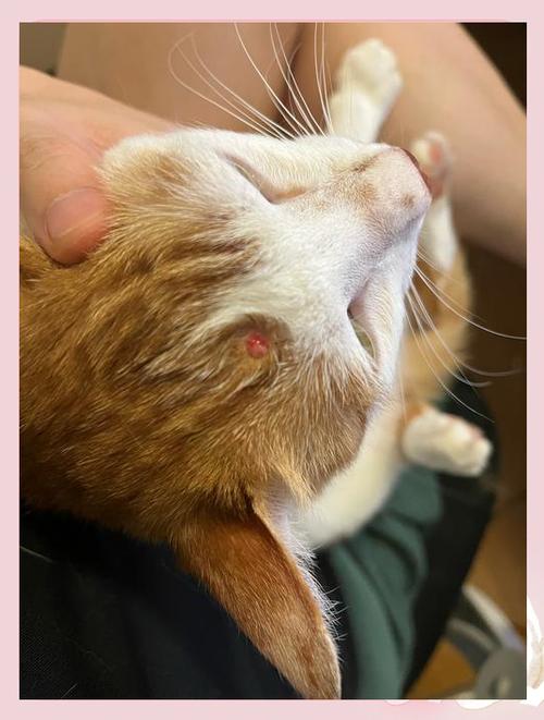 猫咪头上有疙瘩要警惕缩略图