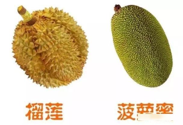 菠萝蜜口感是脆的是不是就是没熟缩略图