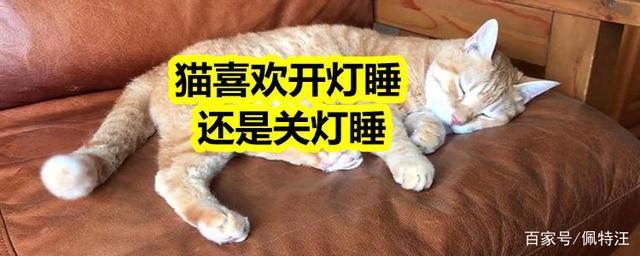 猫喜欢开灯还是关灯游戏截图