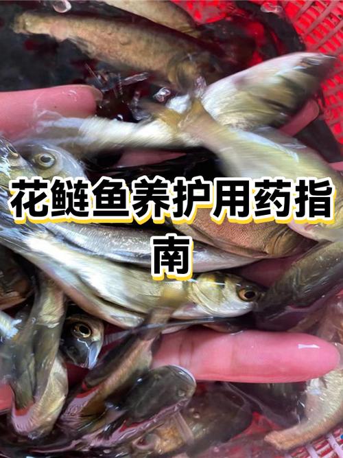 花鲢鱼鱼缸养不活游戏截图