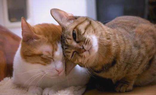 猫咪用头蹭人要警惕缩略图
