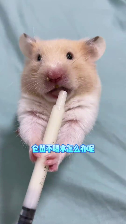 仓鼠一天不喝水能活嘛缩略图