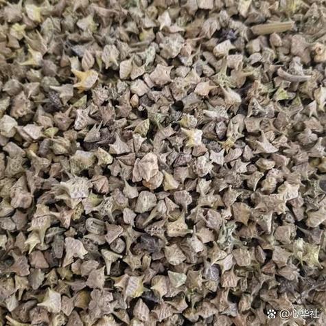 荆棘蒺藜游戏截图