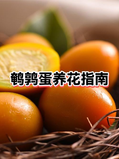 鹌鹑蛋普通话怎么读游戏截图