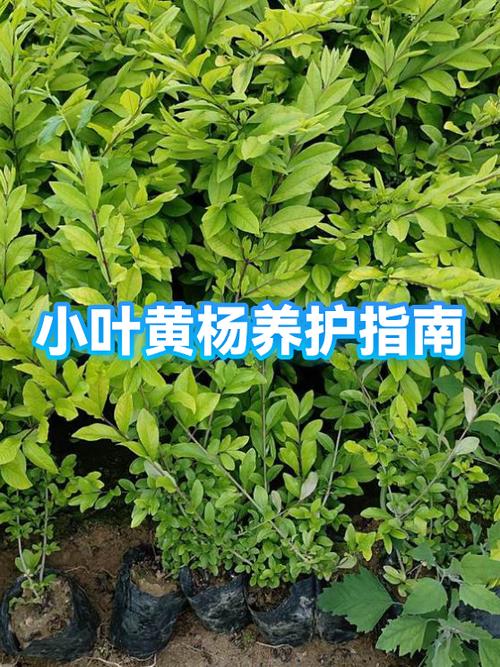 小叶黄杨木贵不贵缩略图