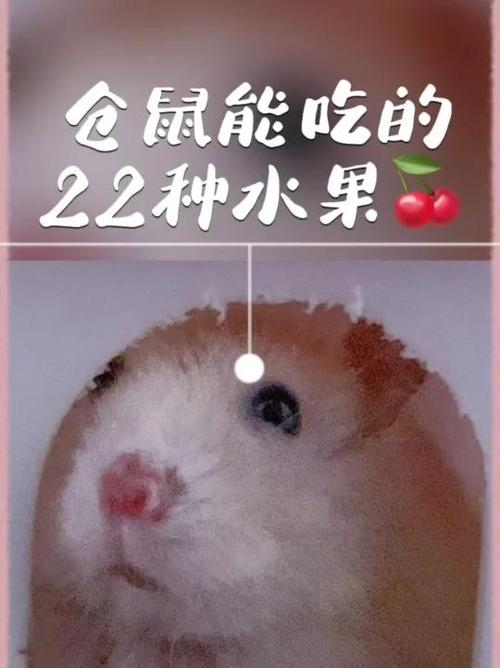 仓鼠可以吃橘子吗缩略图