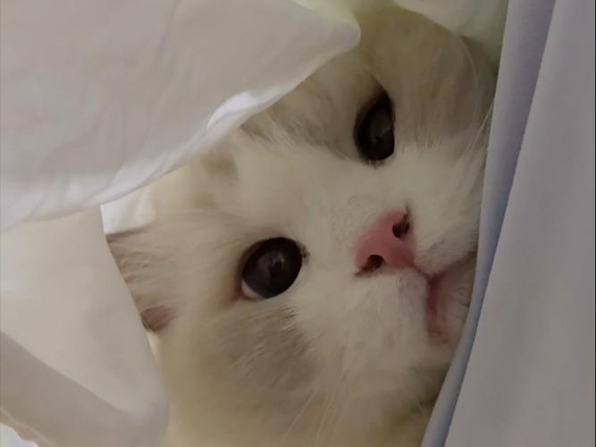 为什么叫藏猫猫缩略图