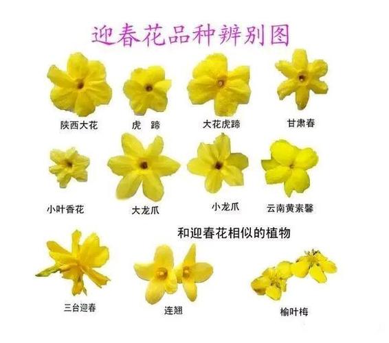 迎春花12个品种缩略图
