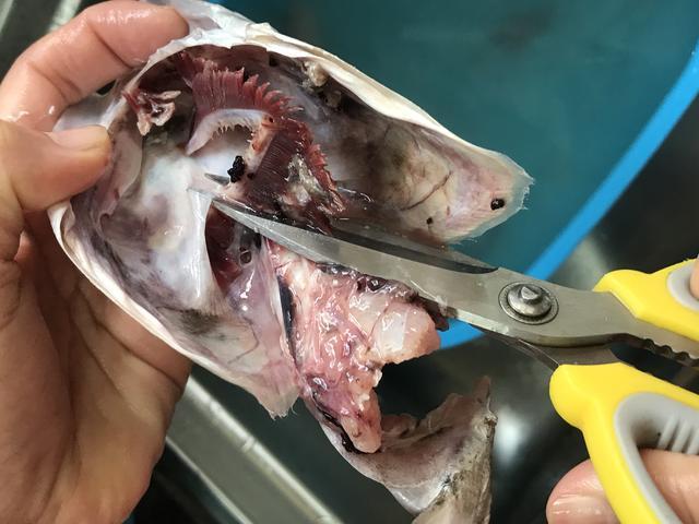 鱼鳃后面的肉游戏截图