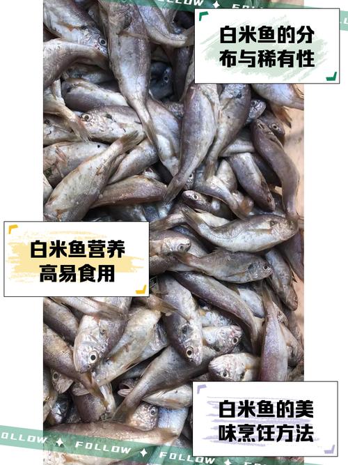 鱼鳃盖有白色像米粒的东西游戏截图