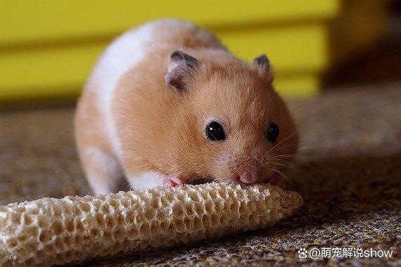 金丝熊谁养谁后悔缩略图