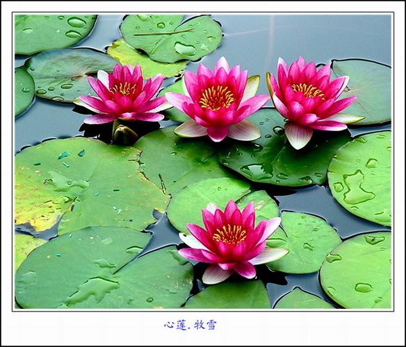 心生莲花比喻什么游戏截图