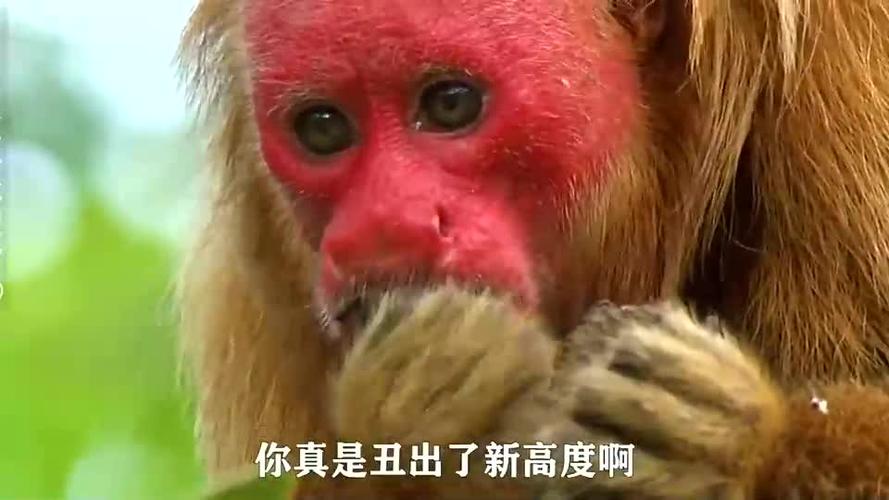 红色猴子表情包缩略图