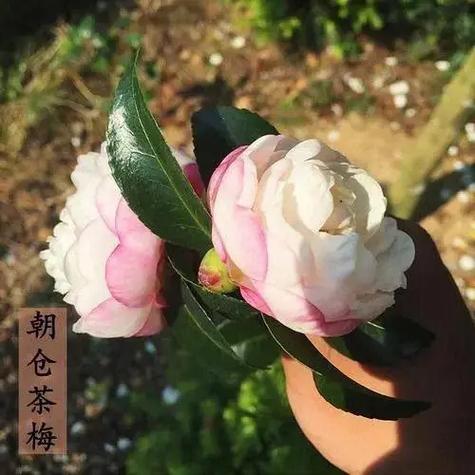 茶梅品种大全一览表缩略图