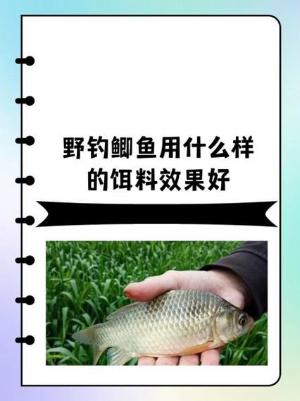野钓鲫鱼什么饵料最好缩略图