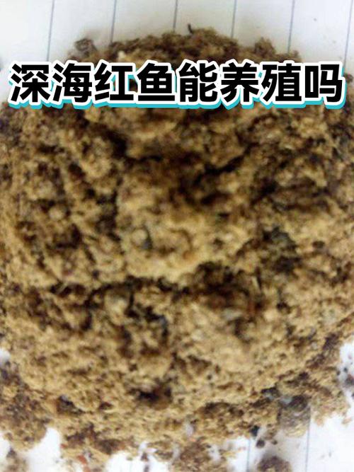 深海红鱼好吃吗游戏截图