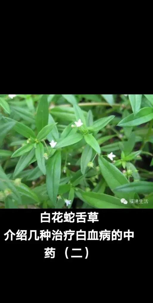蛇舌草的抗肿瘤作用缩略图