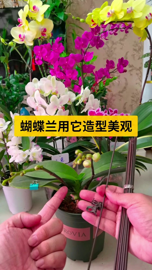 蝴蝶兰造型的10个步骤缩略图