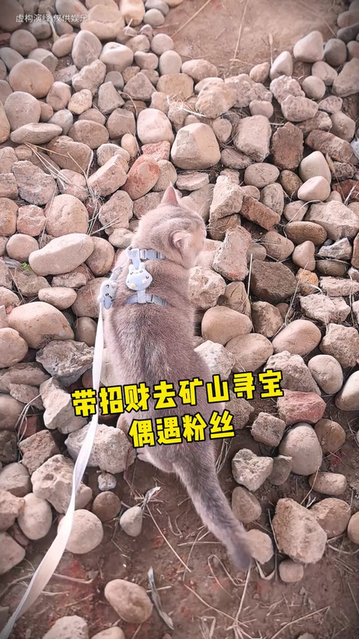 招财猫寻宝的视频游戏截图