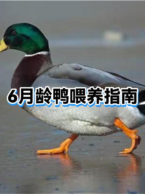 鸭子哪个季节吃最好缩略图