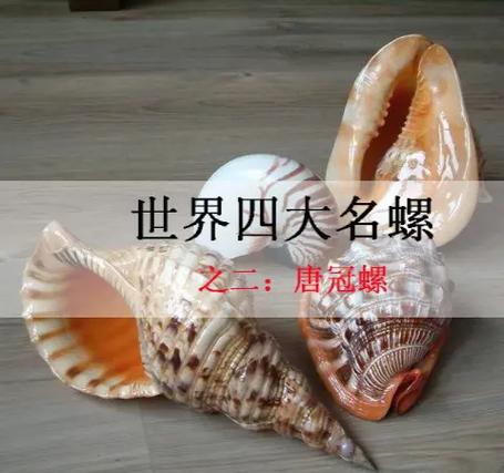 50种珍稀贝壳海螺游戏截图