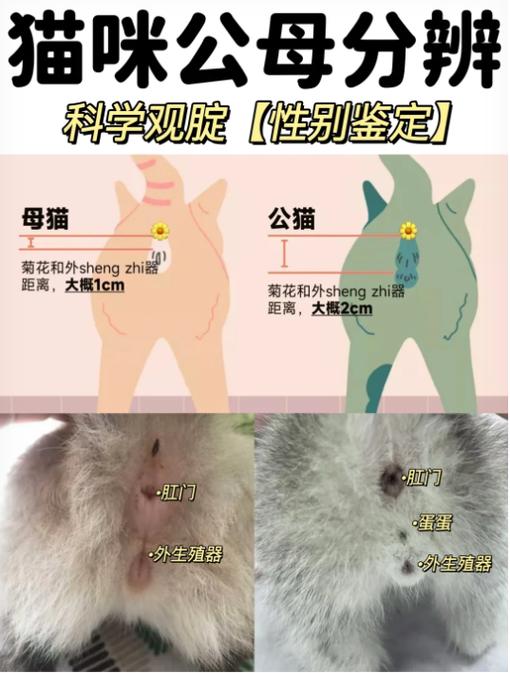 公猫叫还是母猫叫缩略图