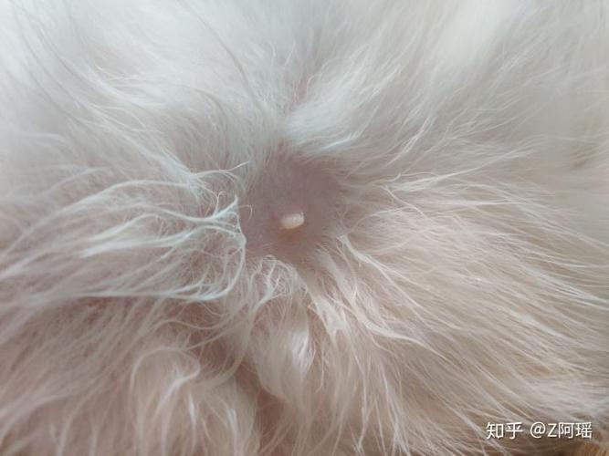 猫咪身上有小疙瘩图片游戏截图
