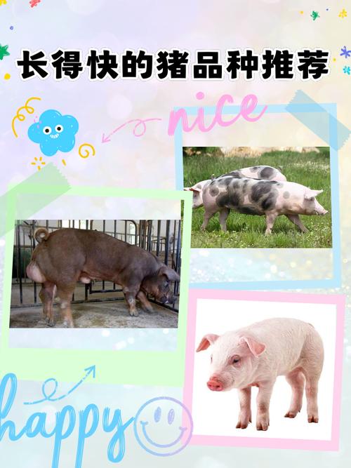 什么是分红猪缩略图