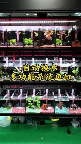 新缸养几天水可以养鱼游戏截图
