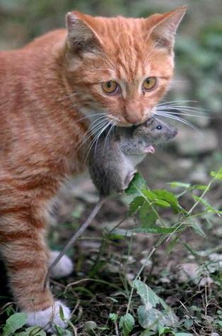 猫猫抓老鼠缩略图