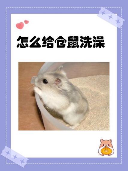 仓鼠打嗝的解决方法游戏截图