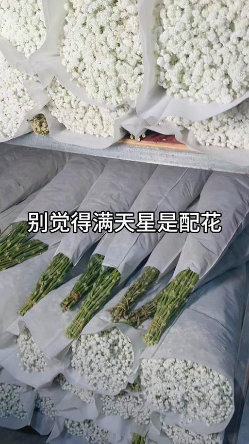 啄木鸟和满天星系列的区别缩略图