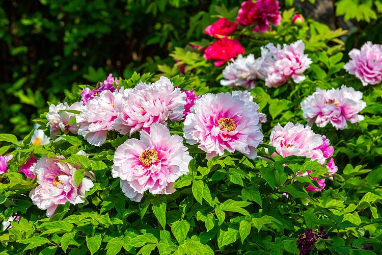 flower花官方下载缩略图