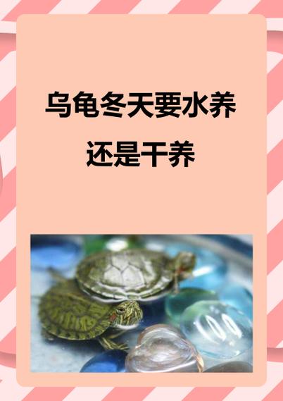 养三只乌龟的大忌游戏截图