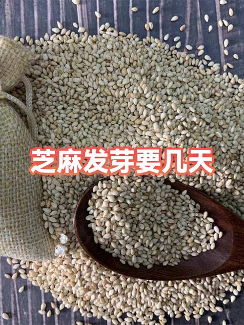 吃芝麻月经会推后吗缩略图
