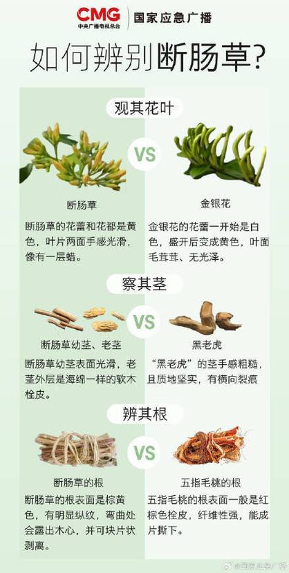 断肠草功效与作用游戏截图