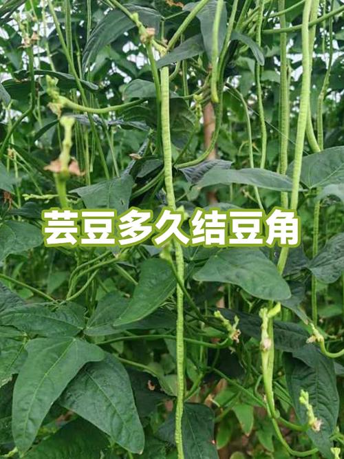 芸豆和米豆的区别缩略图