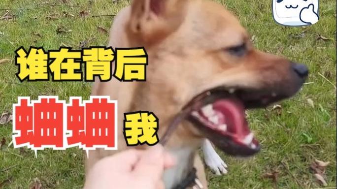 什么叫蛐蛐我缩略图
