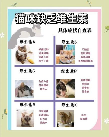 离我最近的猫市场游戏截图