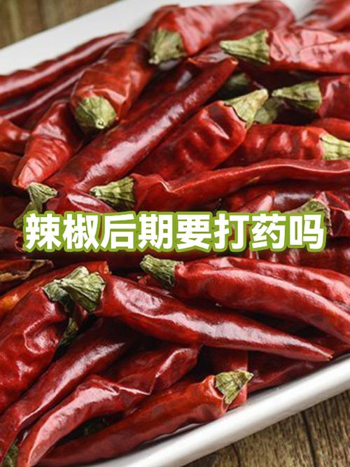 吃药可以吃青椒吗游戏截图