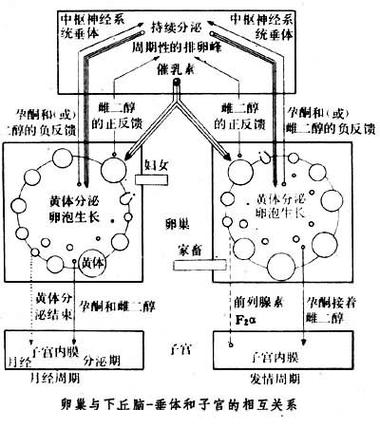 男女生的性反应周期缩略图