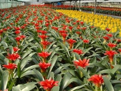 在农村开个花圃挣钱吗游戏截图