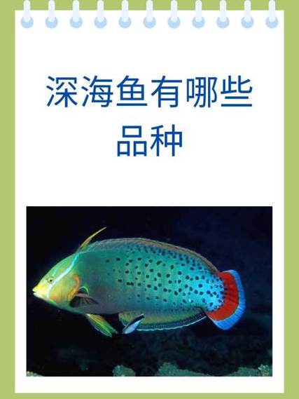什么是深海鱼哪些是深海鱼缩略图
