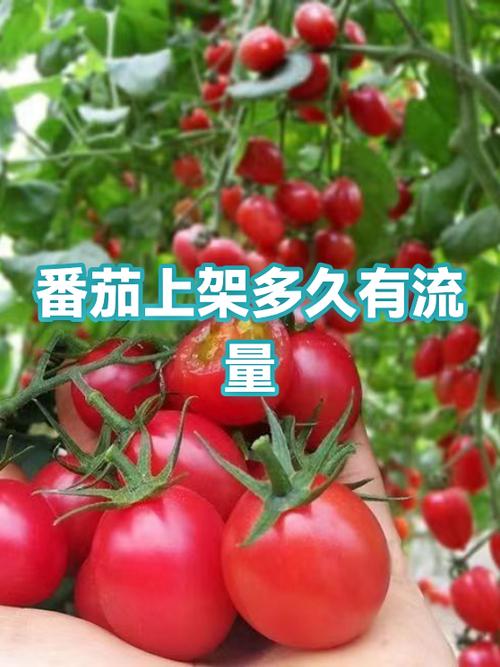 番茄耗流量太快了怎么解决缩略图