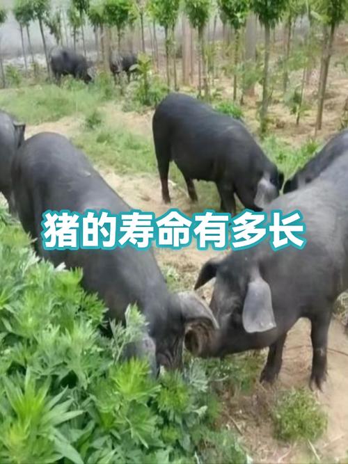 猪寿命能活多久缩略图